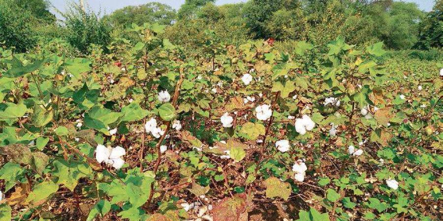 Cotton