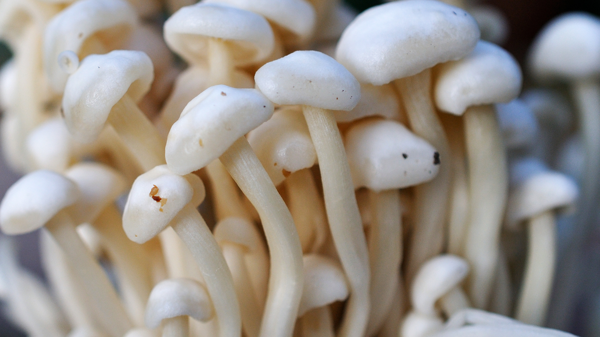 Health benefits of mushrooms