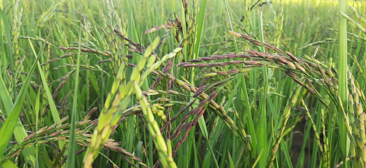 Black rice field