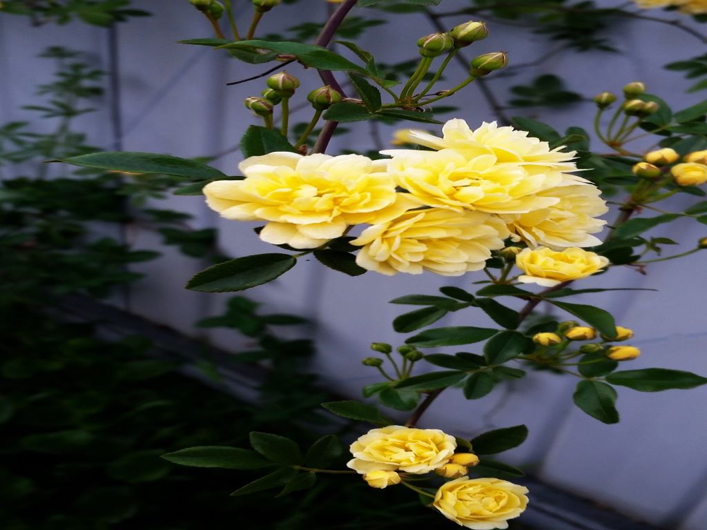 Climber Rose