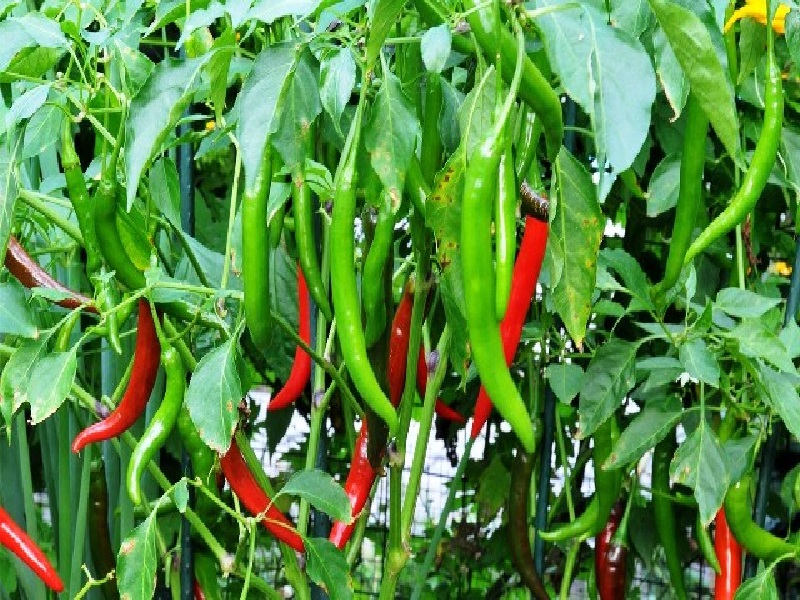 Chills crop
