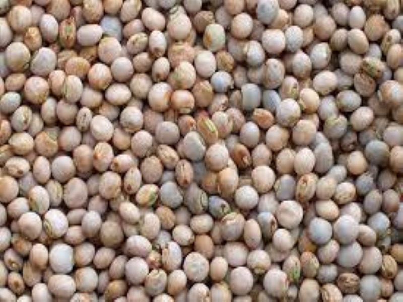 Pigeon Pea Farming