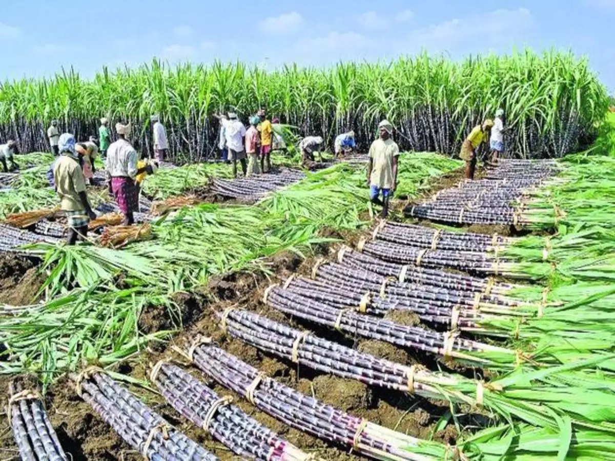 sugar cane crop