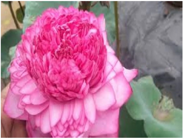 Petal Lotus blooms