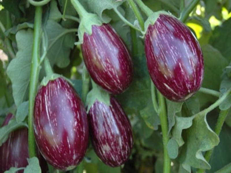 Brinjal Cultivation