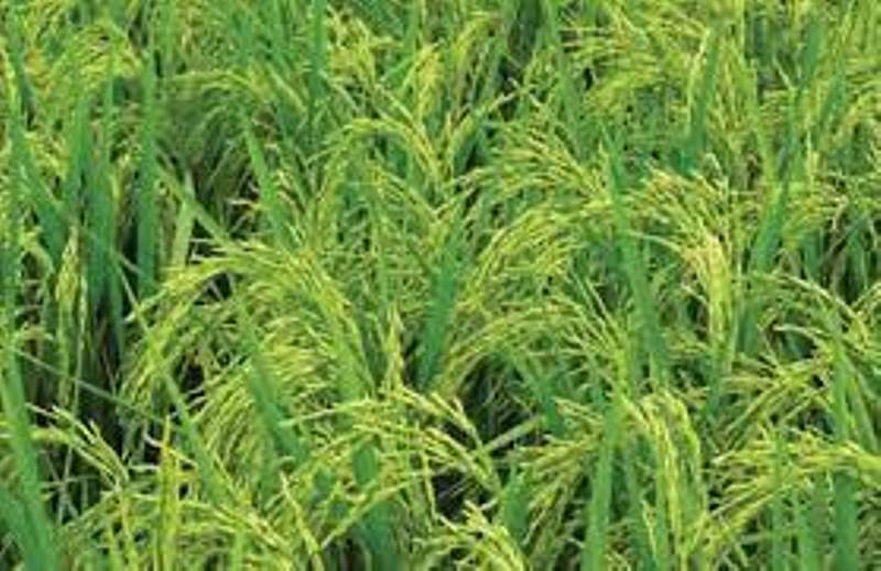 Kharif Crop