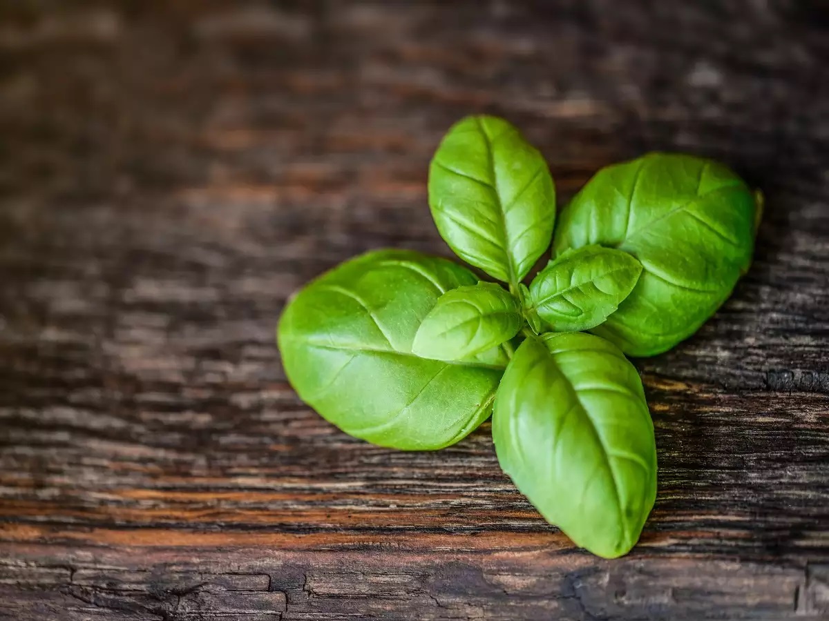 Immunity Booster Tulasi