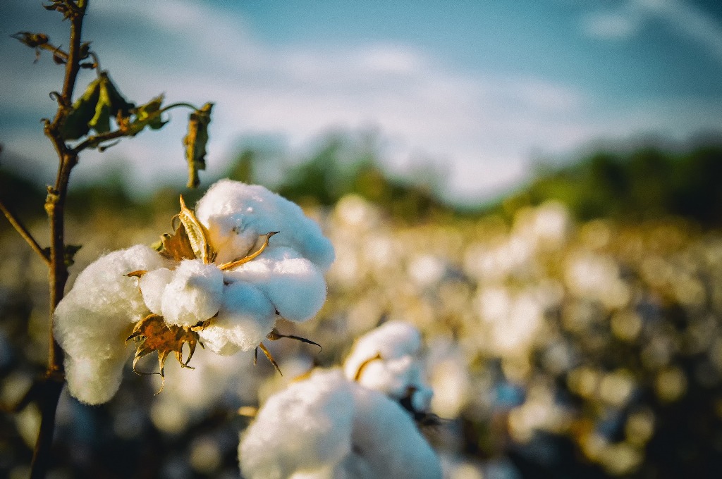 Cotton Crop