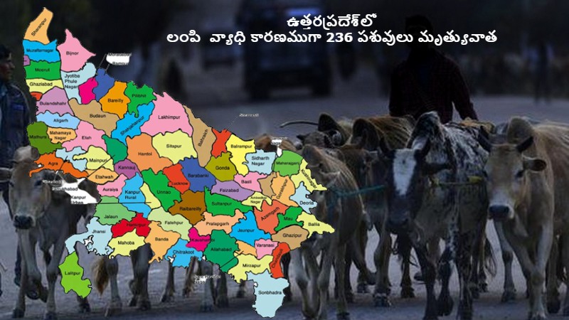 Outbreak of lumpy disease in Uttar Pradesh