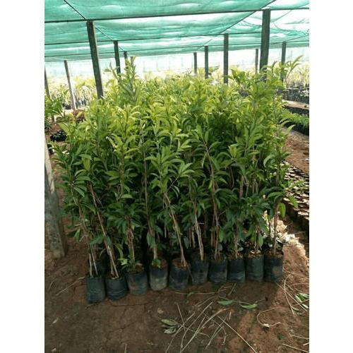 Sapota Tree Farminh in India