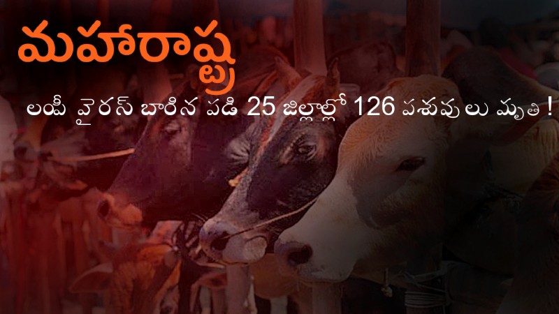 లంపీ స్కిన్ డిసీజ్:మహారాష్ట్ర