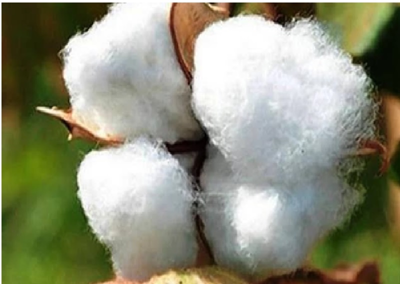 Cotton Seed