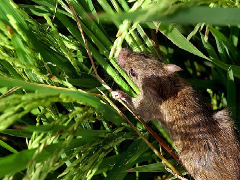 rats crops