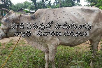 పాడి పశువుల్లో పొదుగువాపు వ్యాధి - నివారణ చర్యలు!