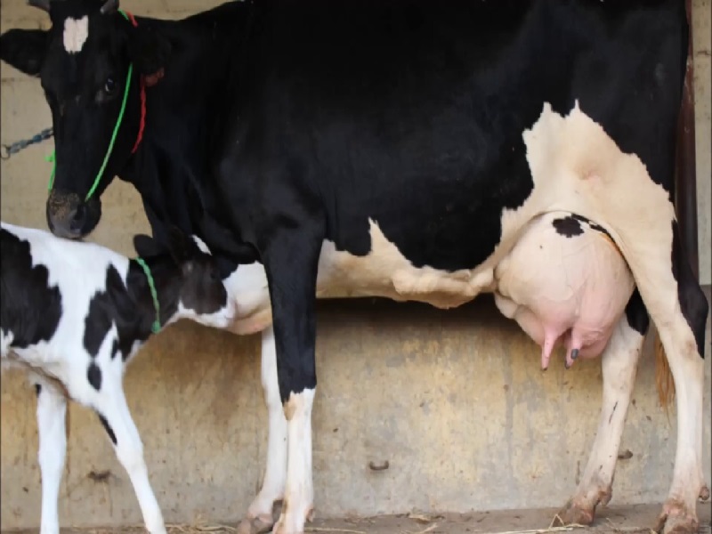 COWS