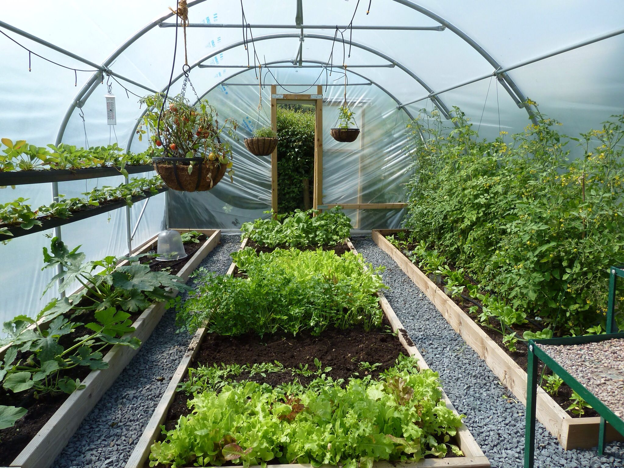 Green house Vegetable Production