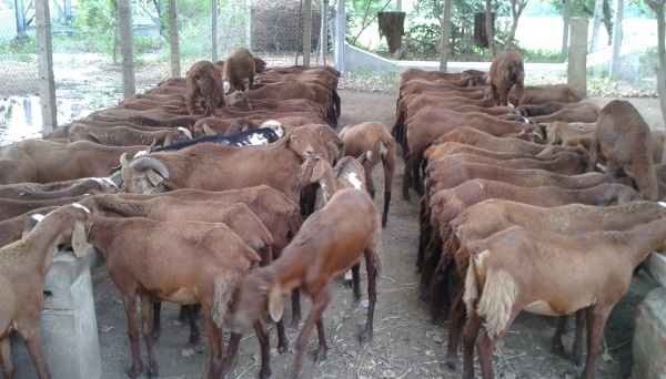 Sheep Farming