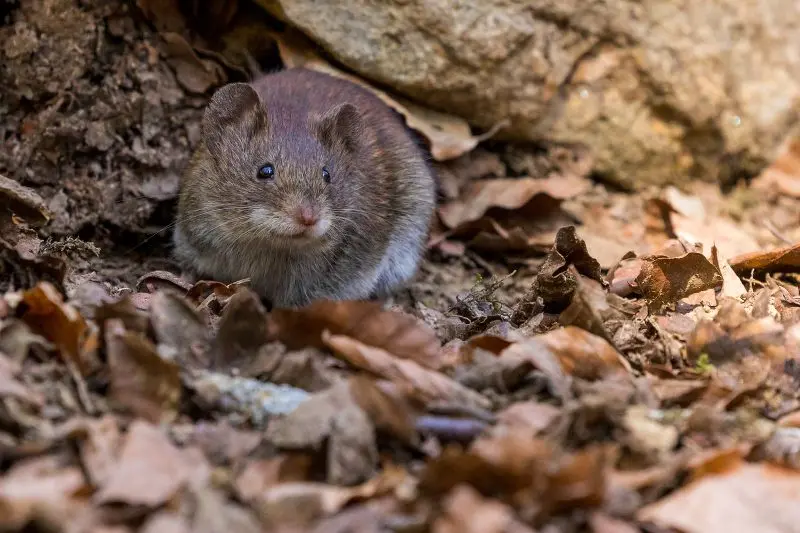 Repel Rats