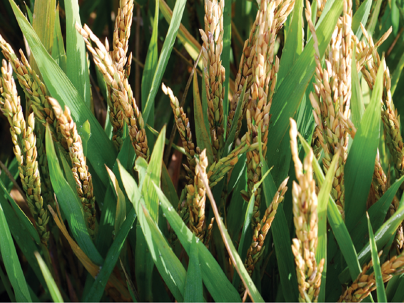 RICE