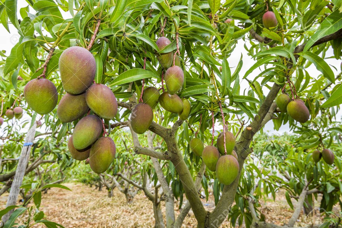 Mangoes From Andhra Pradesh