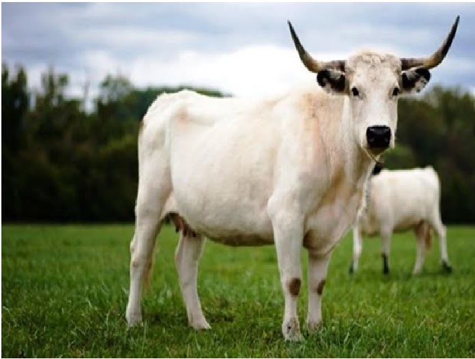 Cattle