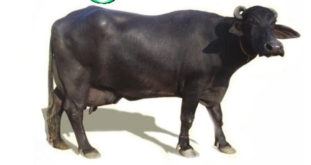 surti Breed Buffalo