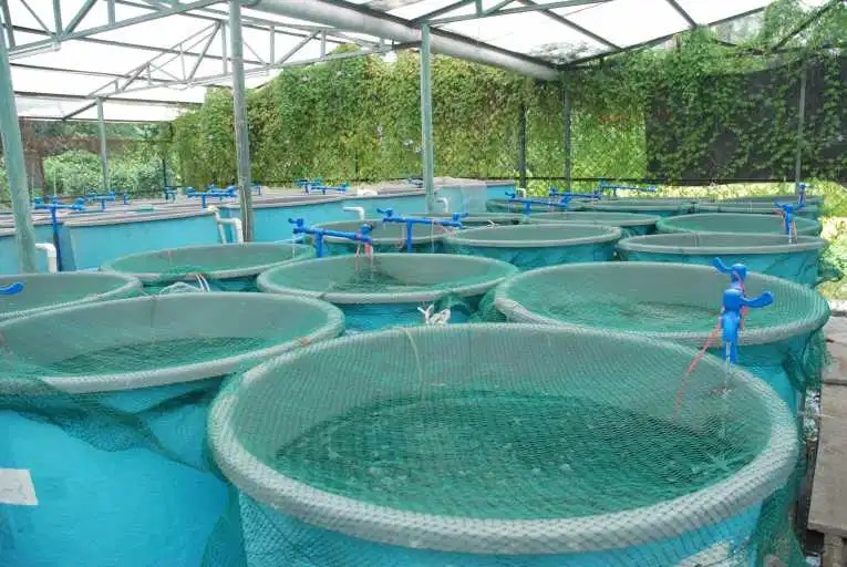 Fish Farming