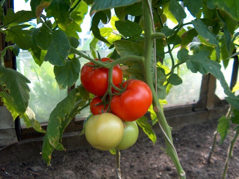 Tomatoes