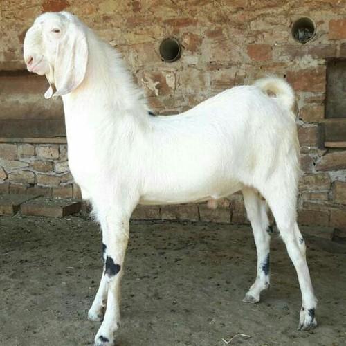 Goat farming in India