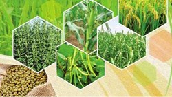 దేశంలో ఆహార ధాన్యాల ఉత్పత్తి రికార్డు స్థాయిలో 315.72 మిలియన్ టన్నులుగా అంచనా : 2020-21లో 4.98 మెట్రిక్ టన్నుల పెరుగుదల