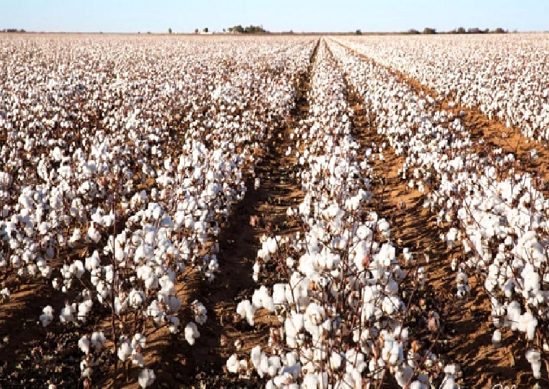 Cotton
