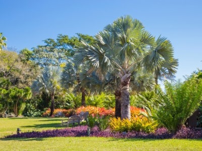 Palm Plants