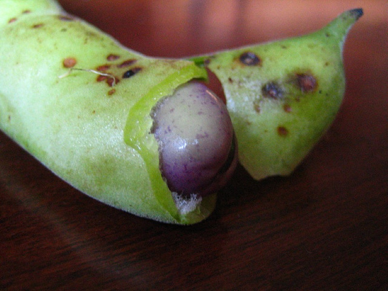 Broad Bean