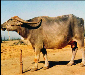 Nagpuru breed Buffalo