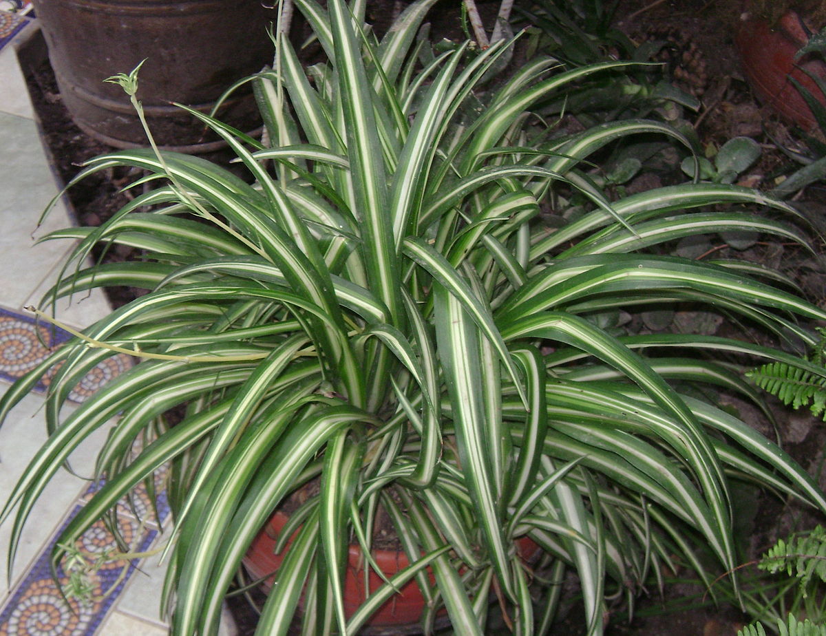 Herbal Plants