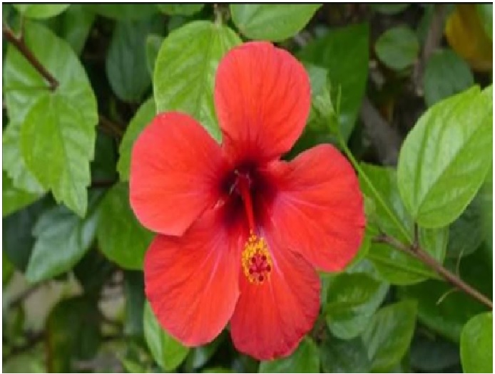 China rose plant