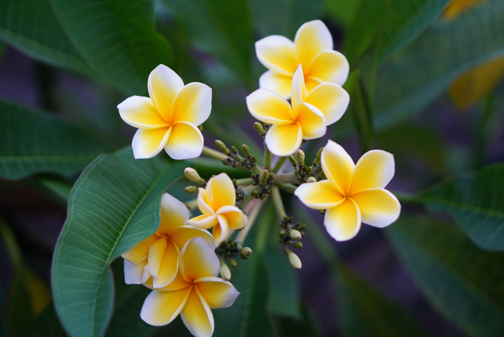 Firangipani Flower